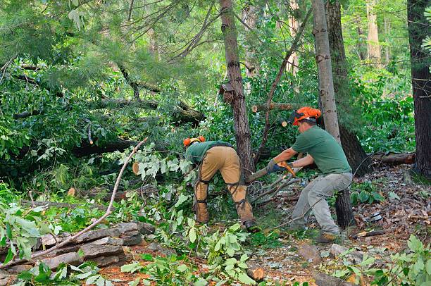 Professional Tree Service in Dagsboro, DE